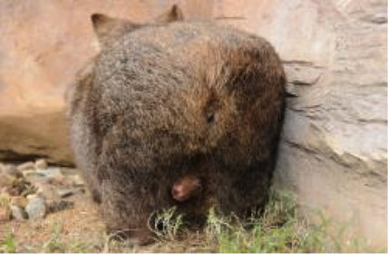 Common Wombat Adaptations Biological Adaptations